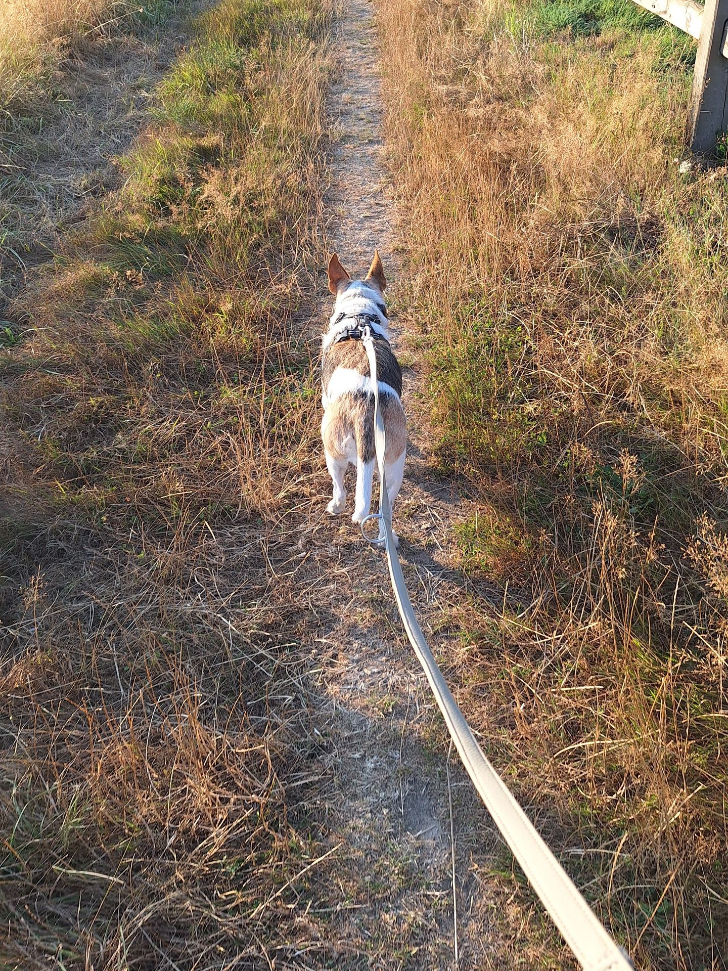 pijn en gedrag bij hond en kat