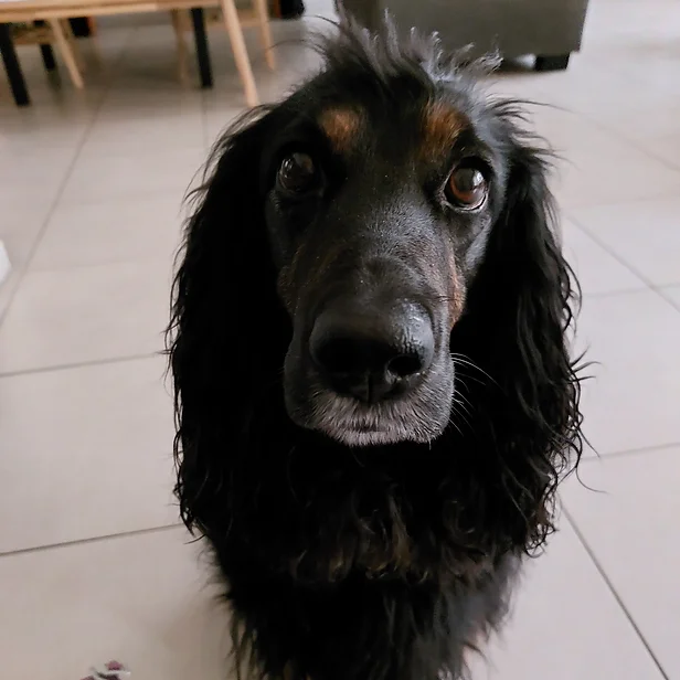 hondenoppas aan huis