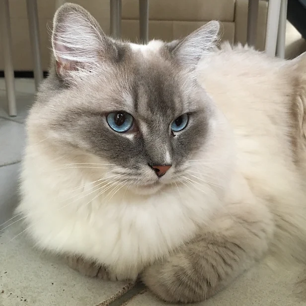 kattenoppas aan huis