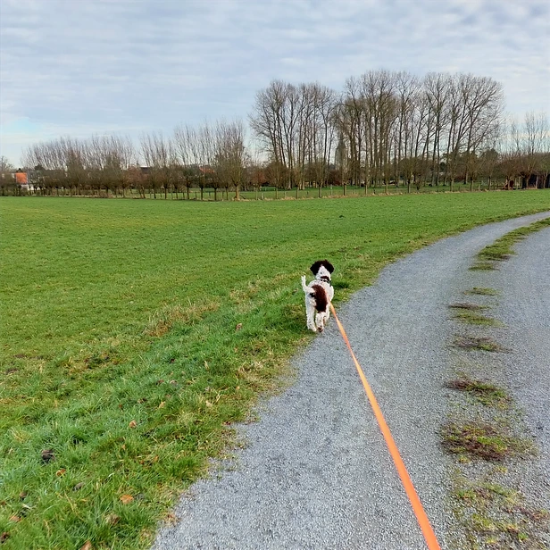dogwalking aan huis