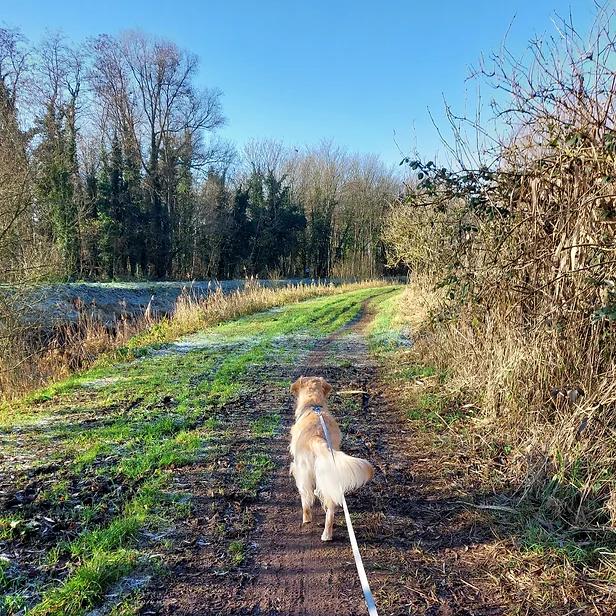 ontspannende wandeling met hond
