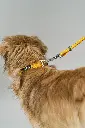DogCPH_132.webp