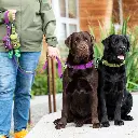 Lifestyle-Urban Trail Leash_4.webp