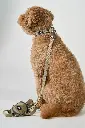 DogCPH_383.webp