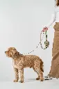 DogCPH_393.webp