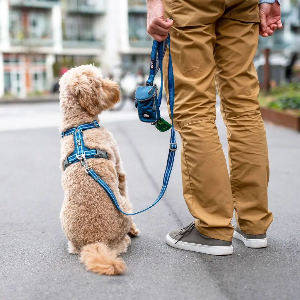 Lifestyle-Urban Freestyle Leash_1.webp