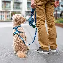 Lifestyle-Urban Freestyle Leash_1.webp
