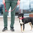 Lifestyle-Urban Rope Leash_4.webp