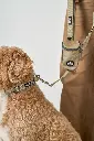 DogCPH_389.webp
