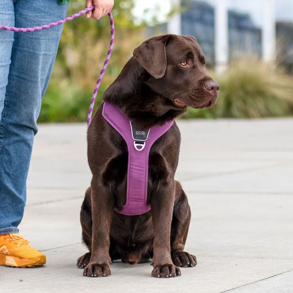 Lifestyle-Comfort Walk Pro Harness_4.webp