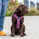 Lifestyle-Comfort Walk Pro Harness_4.webp