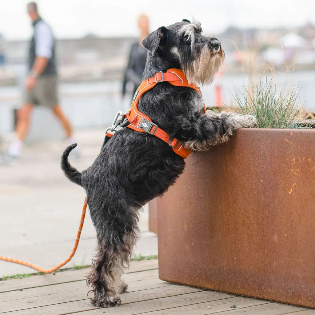 Lifestyle-Comfort Walk Pro Harness_6.webp