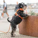 Lifestyle-Comfort Walk Pro Harness_6.webp