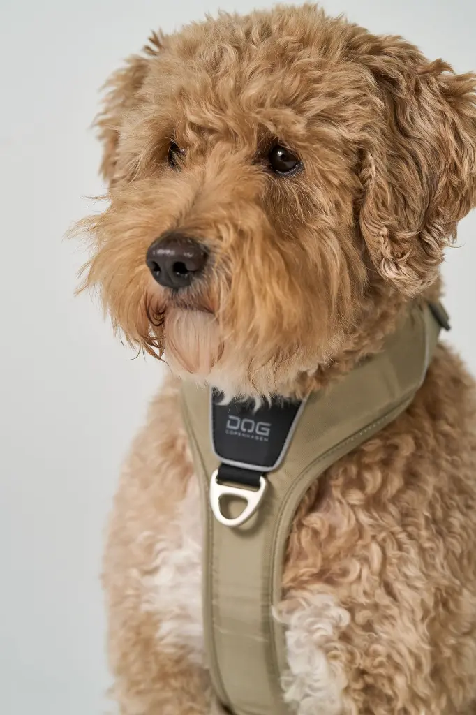 DogCPH_435.webp