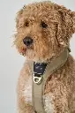 DogCPH_435.webp