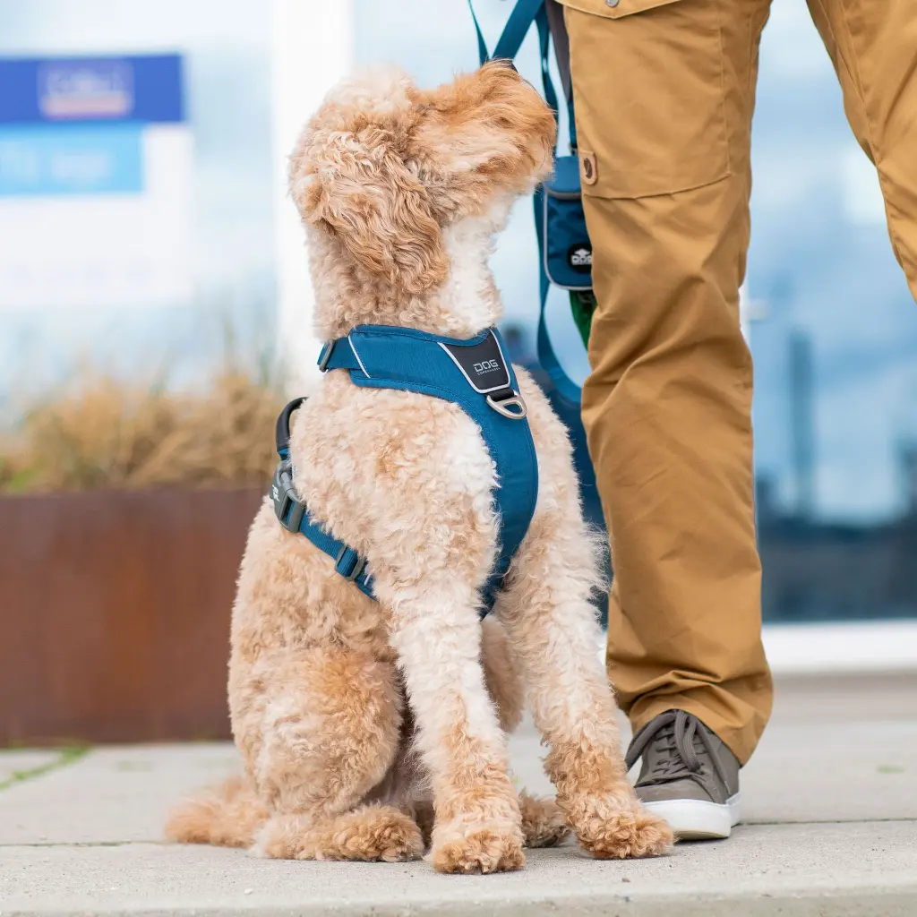 Lifestyle-Comfort Walk Pro Harness_2.webp