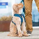 Lifestyle-Comfort Walk Pro Harness_2.webp
