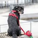Lifestyle-Comfort Walk Pro Harness_8.webp