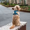 Lifestyle-Comfort Walk Pro Harness_3.webp