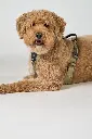 DogCPH_419.webp