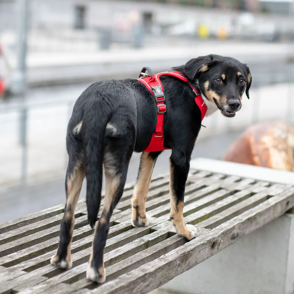 Lifestyle-Comfort Walk Pro Harness_5.webp