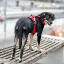 Lifestyle-Comfort Walk Pro Harness_5.webp