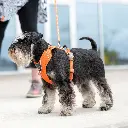 Lifestyle-Comfort Walk Pro Harness_1.webp