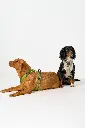 DogCPH_009.webp