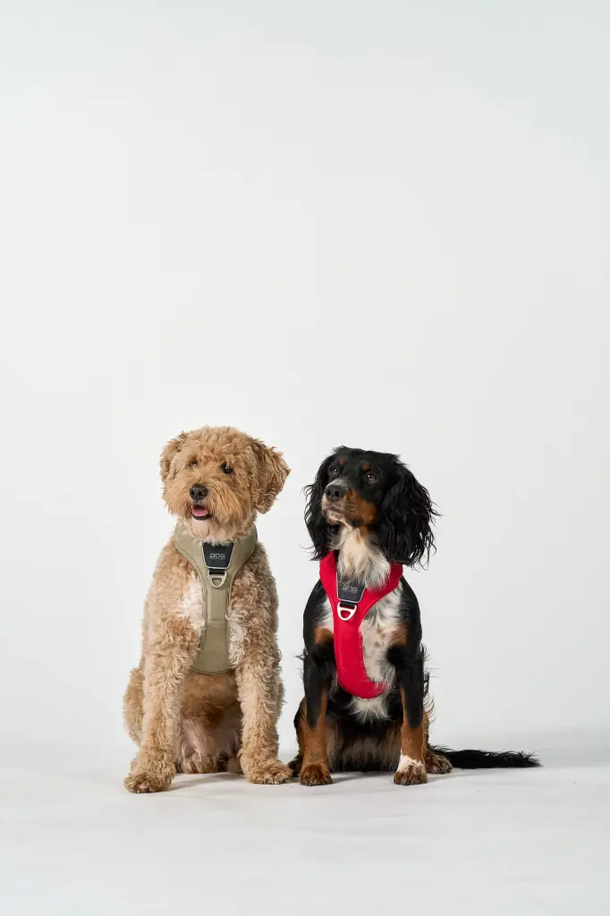 DogCPH_316.webp