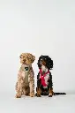 DogCPH_316.webp