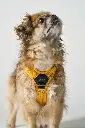 DogCPH_142.webp