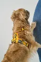 DogCPH_151.webp