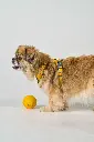 DogCPH_160.webp