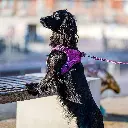 Outdoor-CWG-harness-3.webp