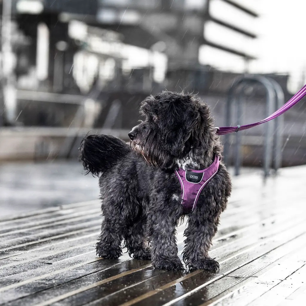 Outdoor-CWG-harness-7.webp
