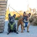 Outdoor-CWG-harness-8.webp