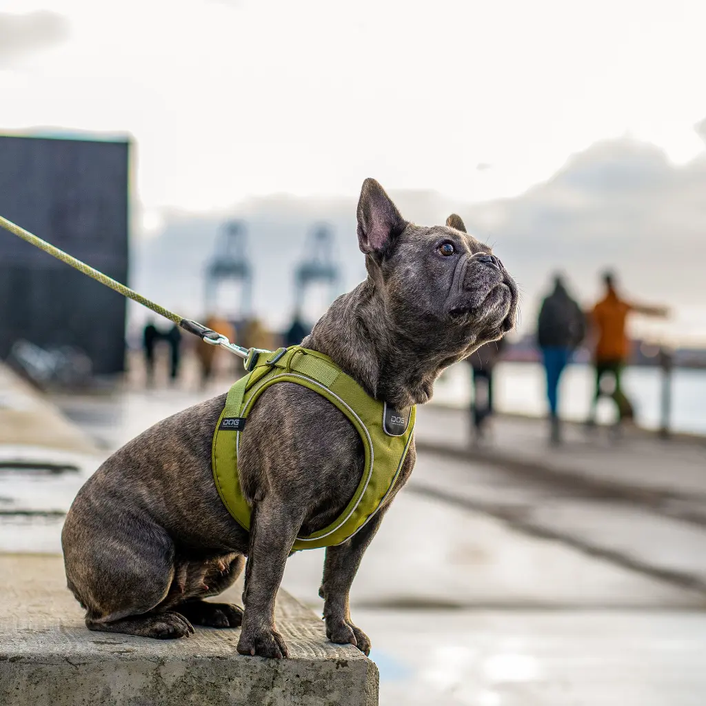 Outdoor-CWG-harness-1.webp