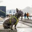Outdoor-CWG-harness-1.webp