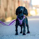 Outdoor-CWG-harness-6.webp