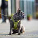 Outdoor-CWG-harness-4.webp