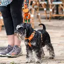 Lifestyle-Comfort Walk Air Harness_7.webp