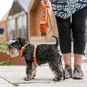 Lifestyle-Comfort Walk Air Harness_3.webp