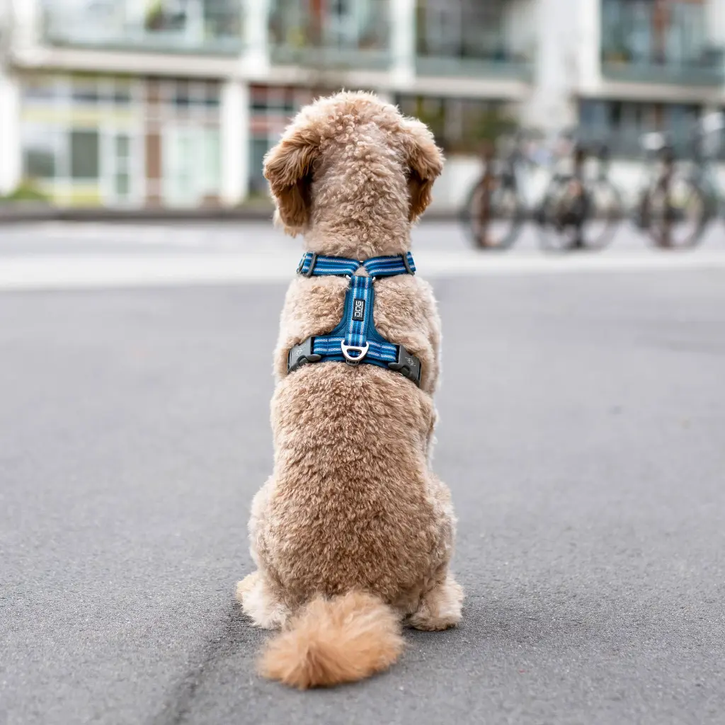 Lifestyle-Comfort Walk Air Harness_2.webp