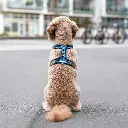 Lifestyle-Comfort Walk Air Harness_2.webp