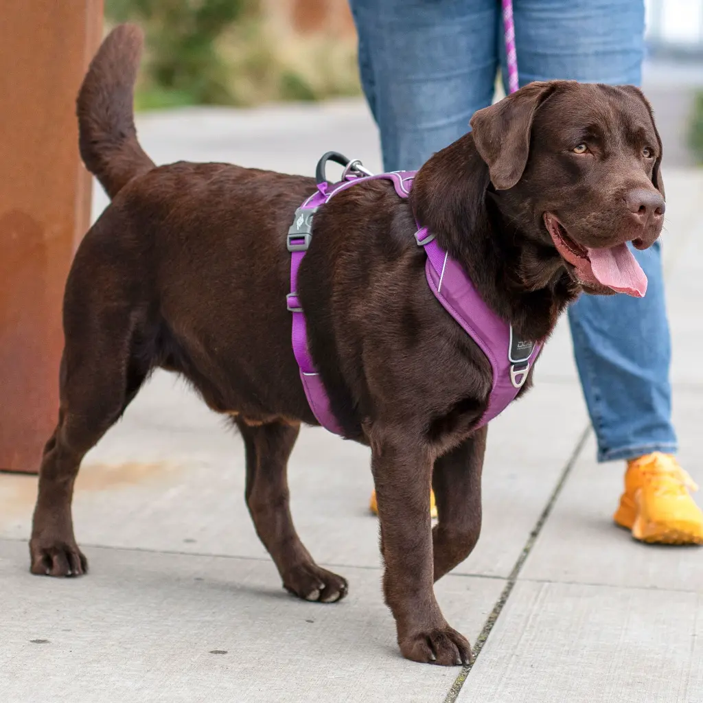 Lifestyle-Comfort Walk Pro Harness_7.webp