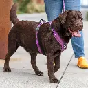 Lifestyle-Comfort Walk Pro Harness_7.webp