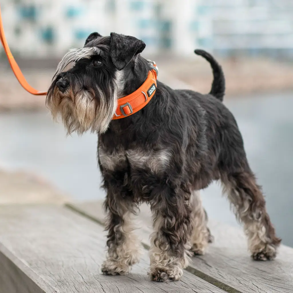 Lifestyle-Urban Explorer Collar_3.webp