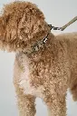 DogCPH_392.webp