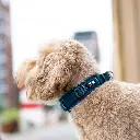 Lifestyle-Urban Explorer Collar_8.webp