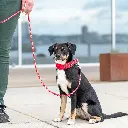 Lifestyle-Urban Explorer Collar_2.webp